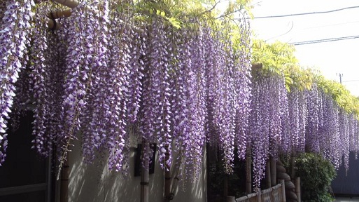 藤の花画像