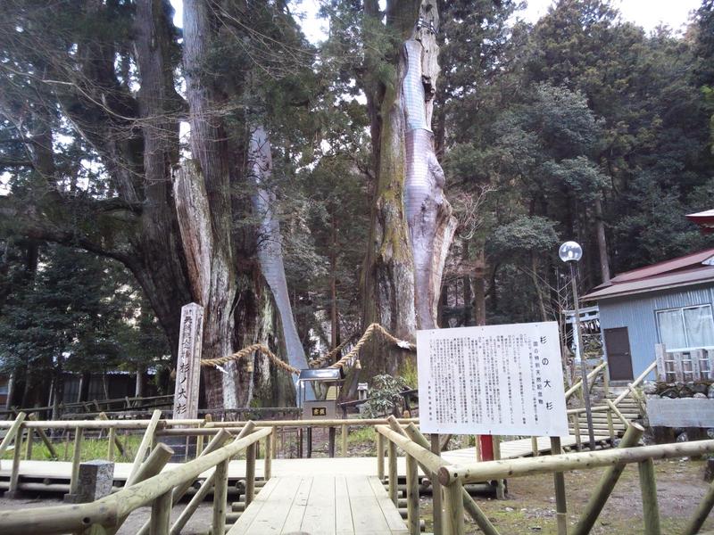 日本一の大杉
