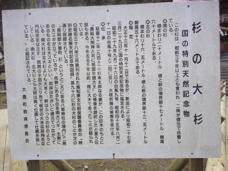 日本一の大杉