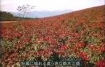 大田原 とうがらし 動画 大田原 とうがらし 動画