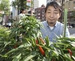 江戸期のとうがらし復活 江戸期のとうがらし復活