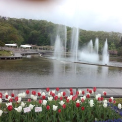 チューリップ