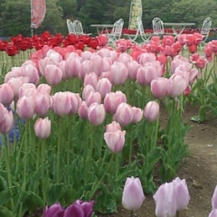 チューリップ
