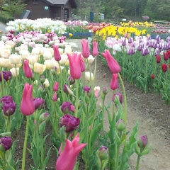 チューリップ