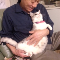 猫と