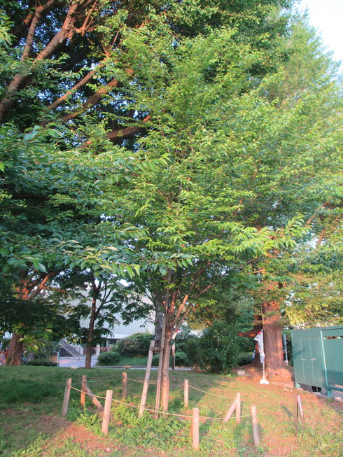 img_20160523-200900.jpg