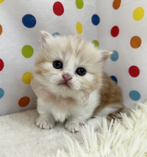 キャットショップねころん ☆2024年出産情報☆