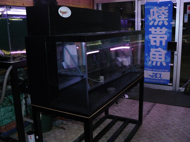 Aqua Collection 熱帯魚 大型魚 アジアアロワナ 淡水エイ シュリンプ エサ 金魚 中古水槽