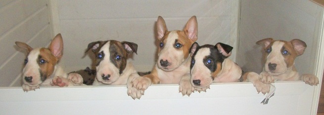 ブルテリア専門 Bau Bully S Family Welcome To Bau Bully S Family Website