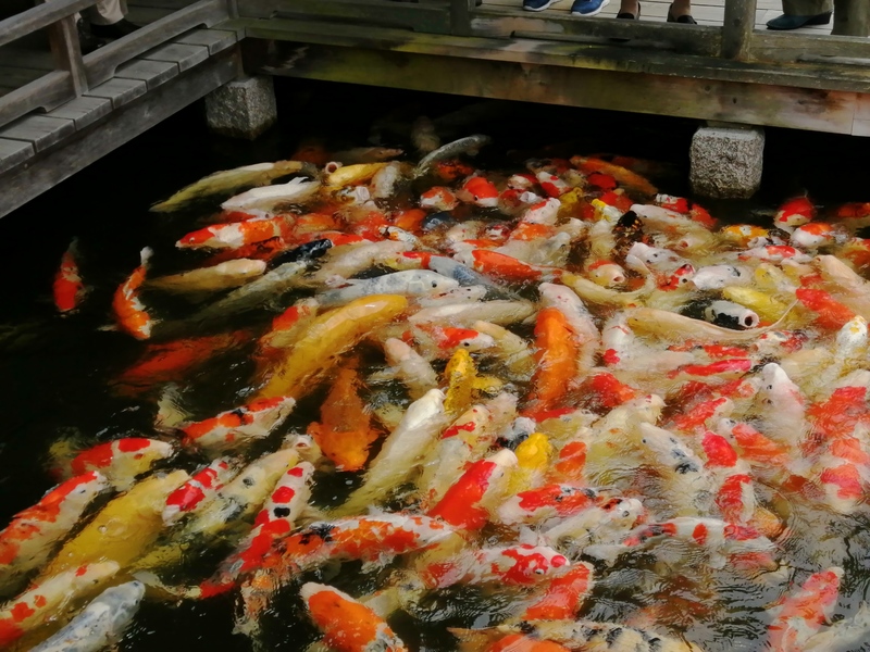 620三景園の鯉