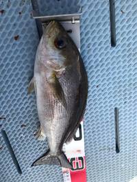 img_20170611-230628.jpg