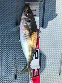 img_20170611-230757.jpg