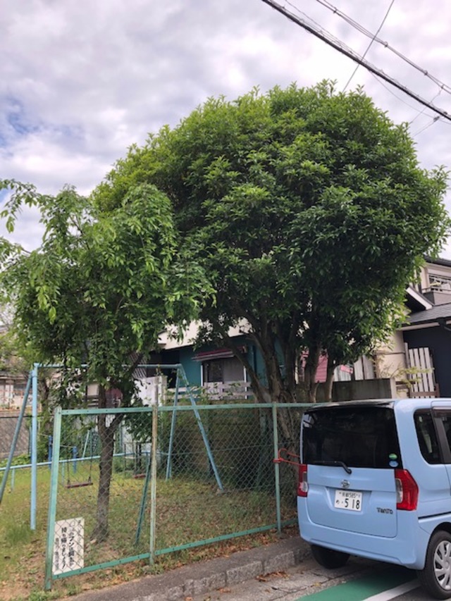 亀岡市内公園のモクセンの剪定