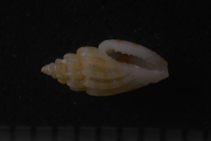 小さな島の小さな貝たち クダマキガイ