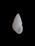 不明　25