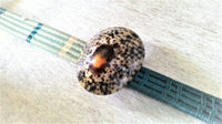 珍品☆赤目市松鼈甲の帯留