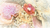ナミマガシワとヒトデ殻のお花のリング（ピンクグラデーション）