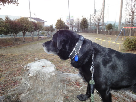 今日もお散歩気持ちいい