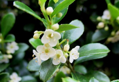 イヌツゲの花 Japanese Holly 古賀市のピアノ教室 My里ようこピアノルーム