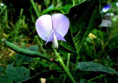 インゲンの花 Soy Bean 古賀市のピアノ教室 My里ようこピアノルーム