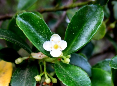 イヌツゲの花 Japanese Holly 古賀市のピアノ教室 My里ようこピアノルーム