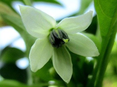 唐辛子の花 Red Pepper 古賀市のピアノ教室 My里ようこピアノルーム 唐辛子の花 Red Pepper 古賀市のピアノ教室 My里ようこピアノルーム