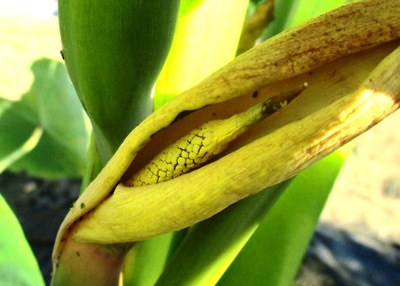 サトイモの花 Eddoe 古賀市のピアノ教室 My里ようこピアノルーム