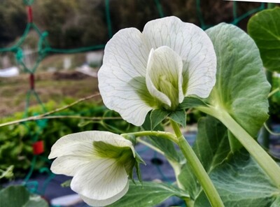 えんどう豆の花 Pea 古賀市のピアノ教室 My里ようこピアノルーム