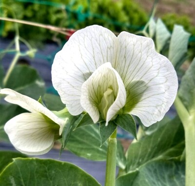 えんどう豆の花 Pea 古賀市のピアノ教室 My里ようこピアノルーム