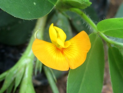 落花生の花 Peanut 古賀市のピアノ教室 My里ようこピアノルーム