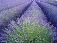 img_20201005-025619.jpg