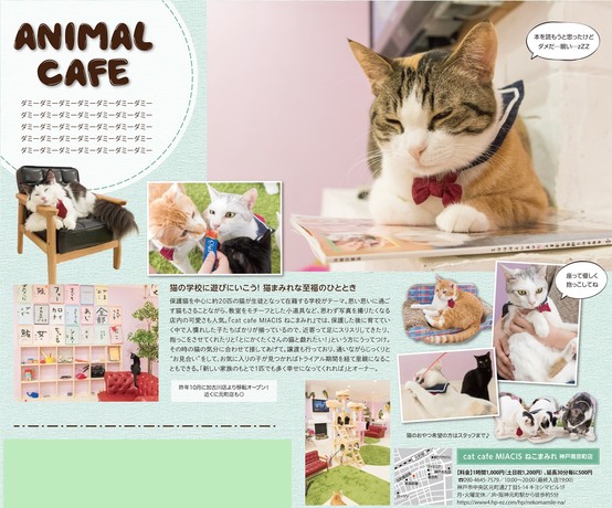 Cat Cafe ｍｉａｃｉｓ ねこまみれ 神戸元町店 ブログ