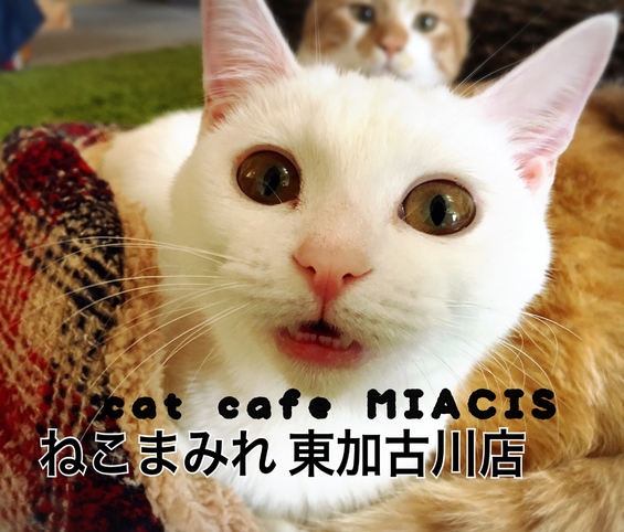 Cat Cafe Miacis ねこまみれ ブログ