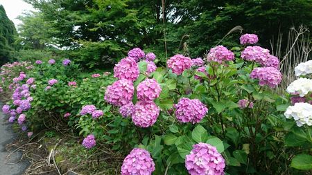 img_20170629-133437.jpg