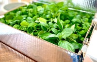 ホルスファームの生バジル1kg