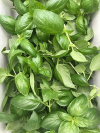ホルスファームの「生バジル」100g
