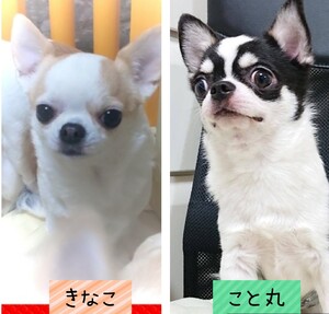 チワワ 出産情報 チワワ 出産情報