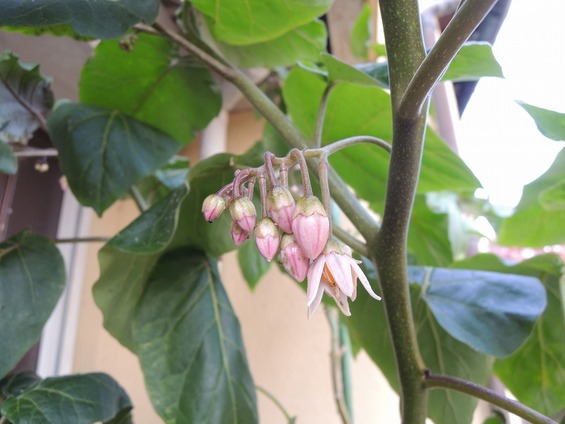 還暦を過ぎた爺の 奮戦記 タマリロ栽培記録