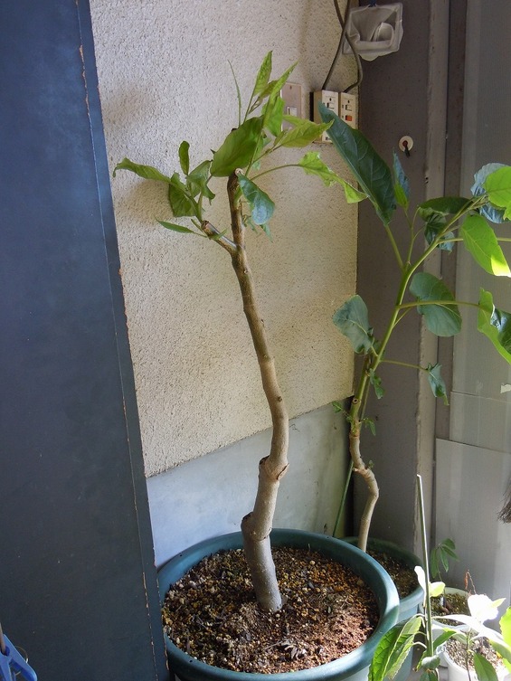 還暦を過ぎた爺の 奮戦記 タマリロ栽培記録