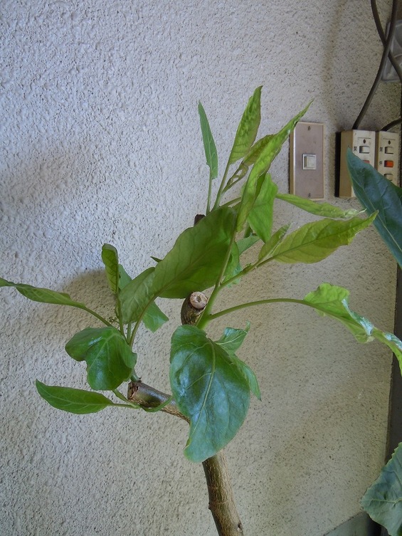 還暦を過ぎた爺の 奮戦記 タマリロ栽培記録