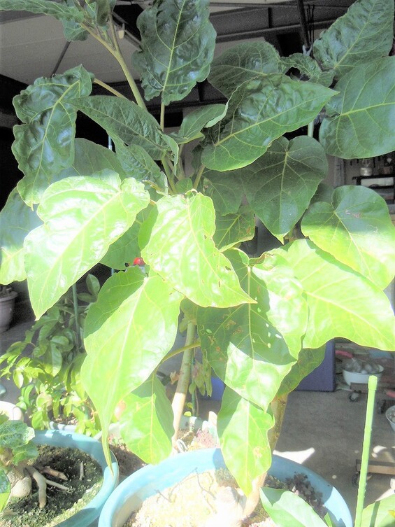 還暦を過ぎた爺の 奮戦記 タマリロ栽培記録