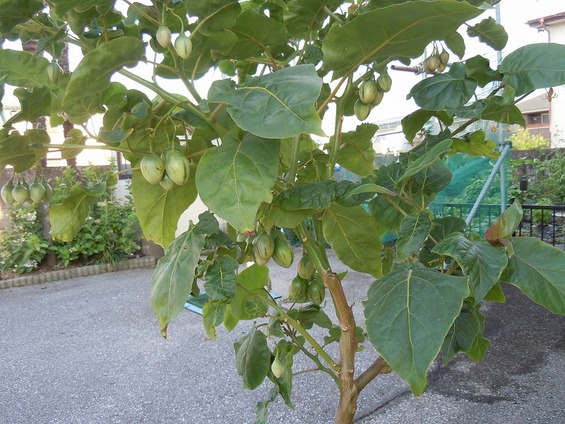 還暦を過ぎた爺の 奮戦記 タマリロ栽培記録