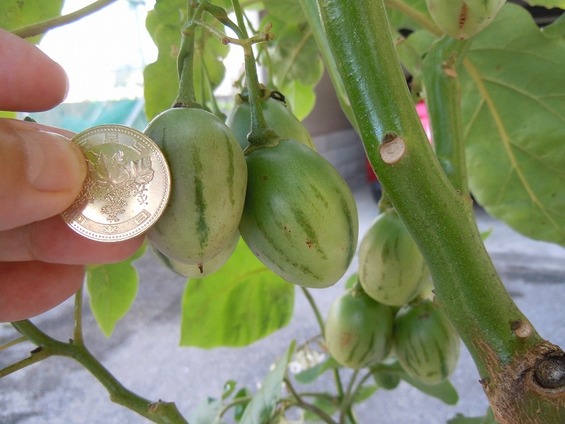 還暦を過ぎた爺の 奮戦記 タマリロ栽培記録