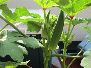 img_20170719-184235.jpg
