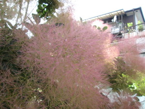 img_20190603-075058.jpg