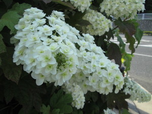 img_20190603-075127.jpg