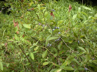 img_20200814-092944.jpg