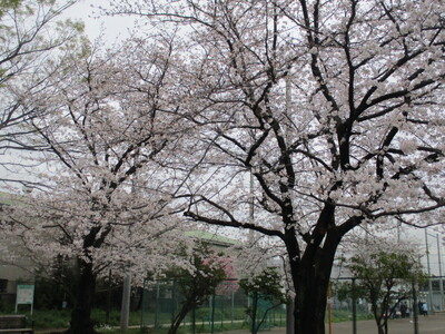 img_20240406-174852.jpg