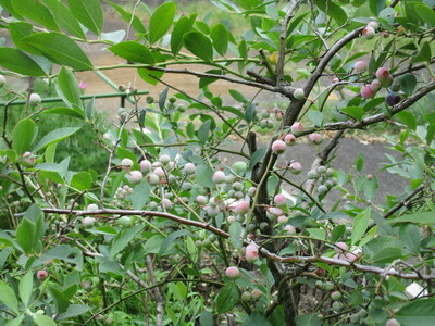img_20240704-184239.jpg