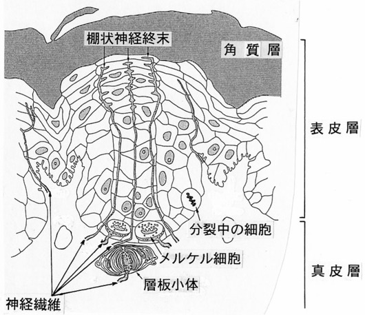 富山大学野生動物保全学研究室ホームページ モグラの生態